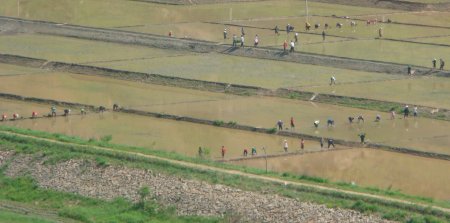 Hopeless Rice Planting