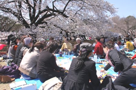 The cherry blossom viewing party in Shinjuku